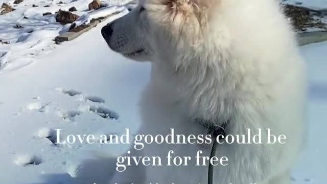 Puppy love is always true