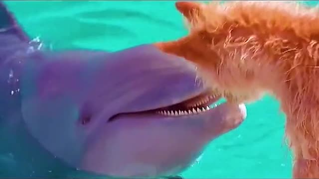 The little dolphin saved the little dog