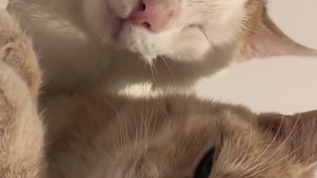 Two cute little cats