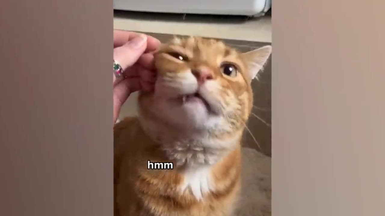 Time to laugh! Videos of funny cats and kittens for a good mood! 😻 part 2