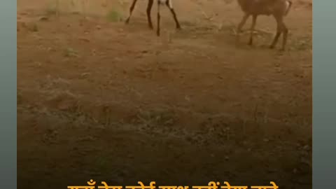 Animals fight short video 😂😂