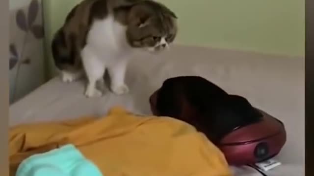 Fun animal prank!!