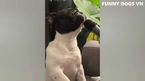 Funny and Hilarious ANIMAL Clips - Pet Compilations #1