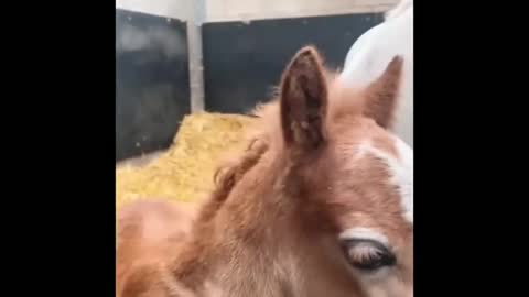 Made your day with these funny and cute Horses | Funny horse videos compilation