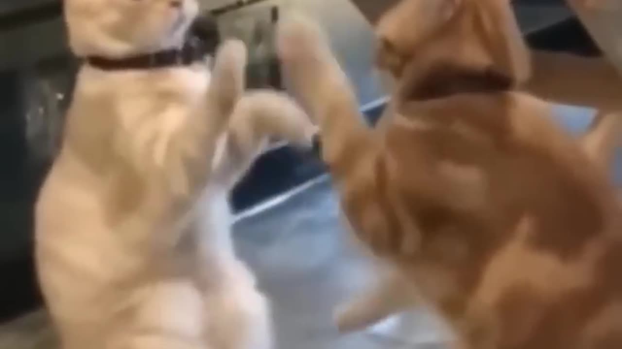 funny moments #funnypets #adorable #pets