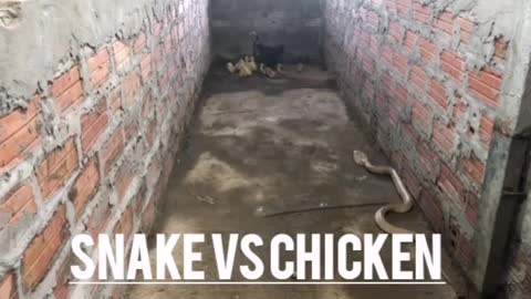 Snake vs chicken