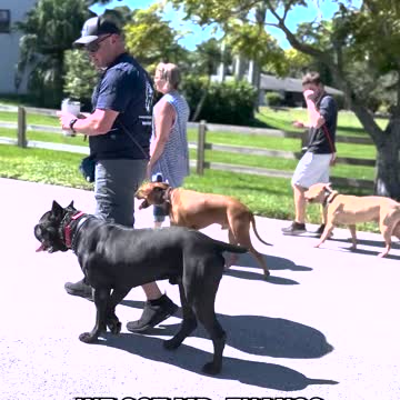 Off Leash Heeling Three Dogs Around the Neighborhood