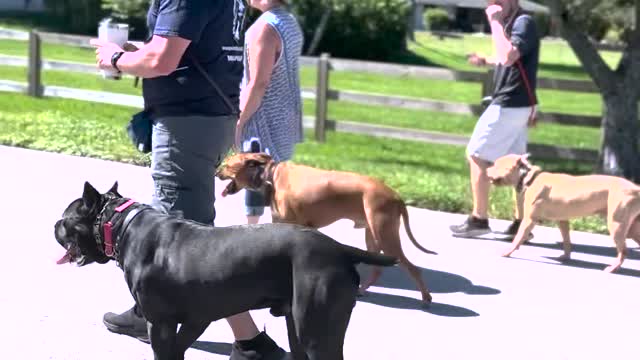 Off Leash Heeling Three Dogs Around the Neighborhood