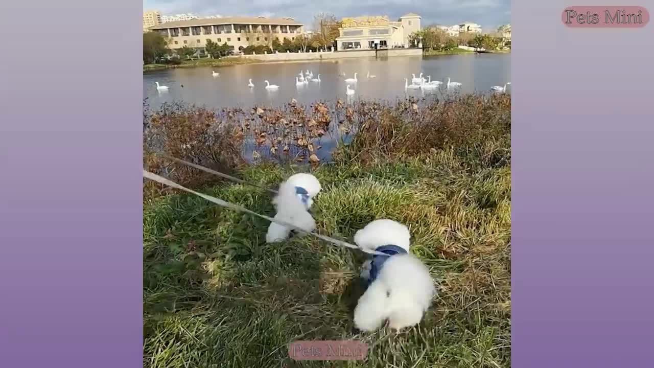 Cutie Dogs