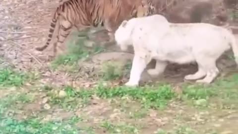 White Lion vs Begali Tiger