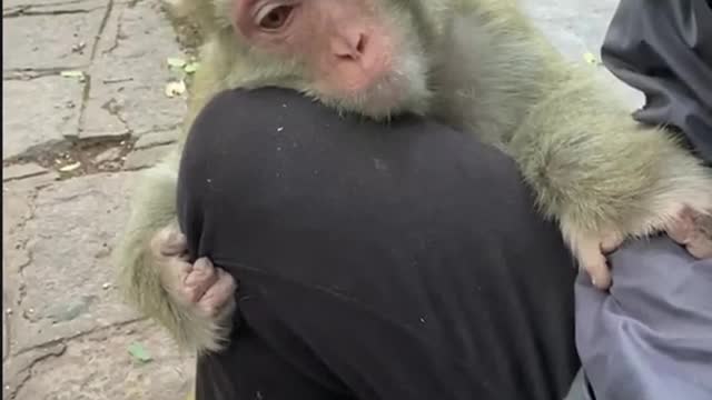 Lovely and Cute Monkey #pet