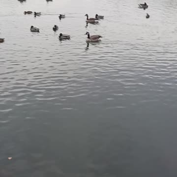 Ducks and geese