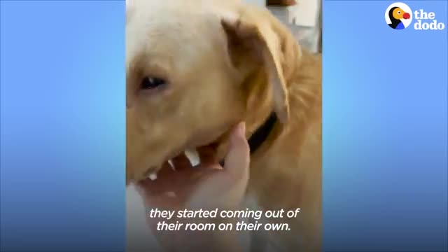 Two Rescue Labs Who Were Completely Frozen | The Dodo Adopt Me!