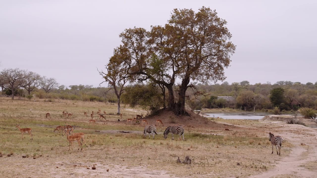 Africa Safari|4K HD| Ambient Relax World Music