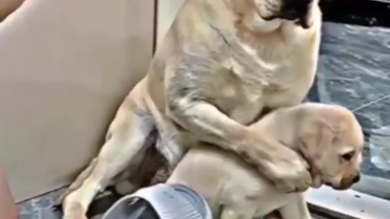 mommy dog protects her puppy.