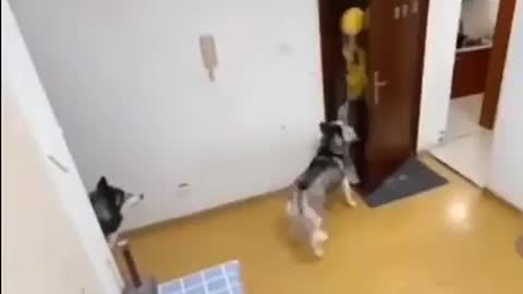 Smart husky receiving orders