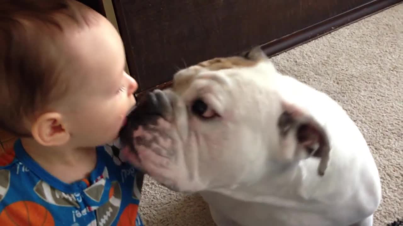 Baby feeds bulldog