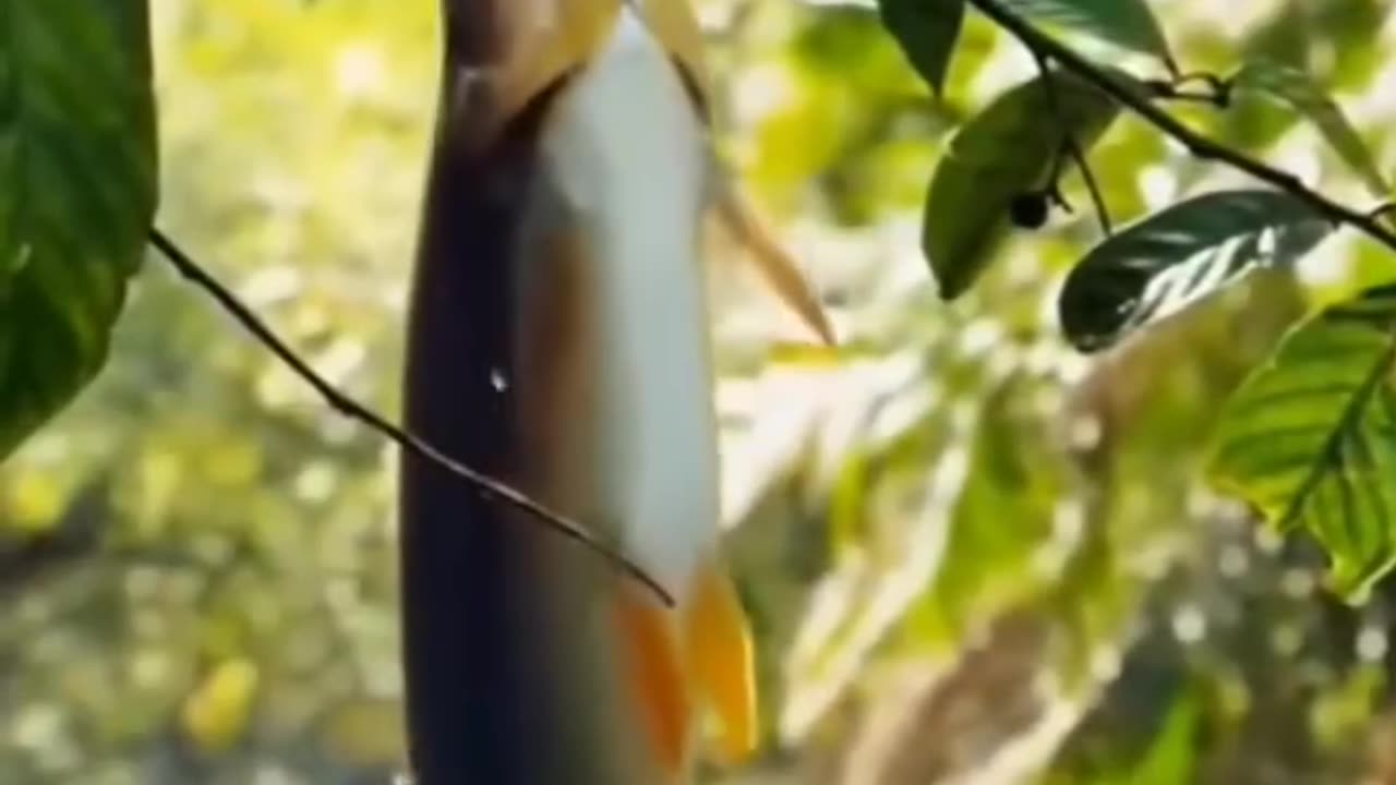 Unbelievable: Fish Jumped for Food But What Happened Next?