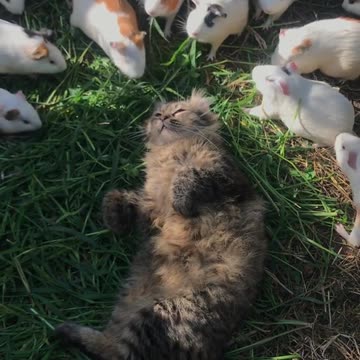 Cat dosnt feel like hunting today