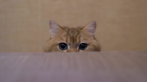 Is this a staring contest