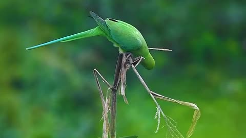 Wildlife and Funs