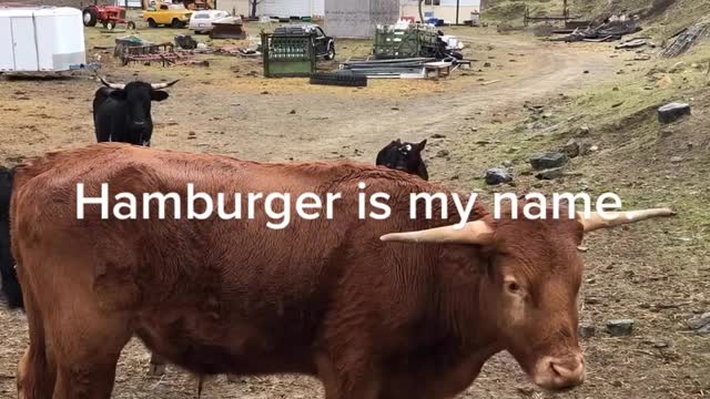 Hamburger