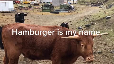 Hamburger