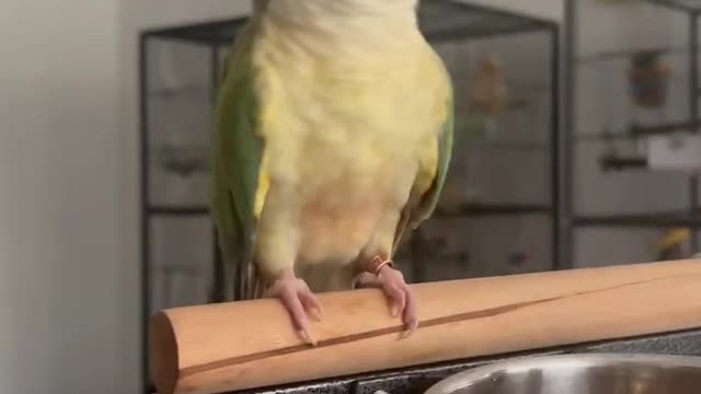 Cute Conure Pickles Being Sassy To Scampi