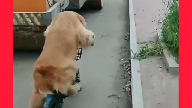 dog riding a bike