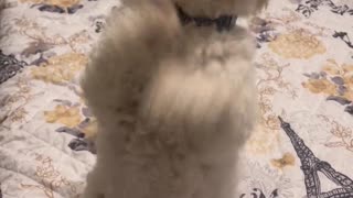 Bichon Frise Dances Whenever She Wants Something