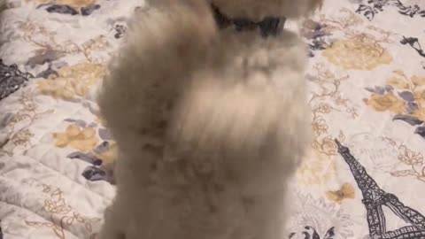 Bichon Frise Dances Whenever She Wants Something