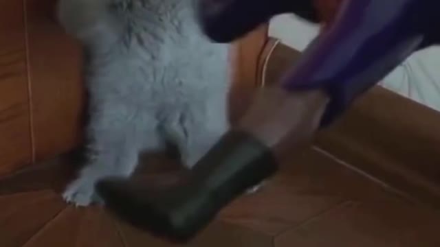 Amazing Cute Cats And Funny # Videos Compilation#