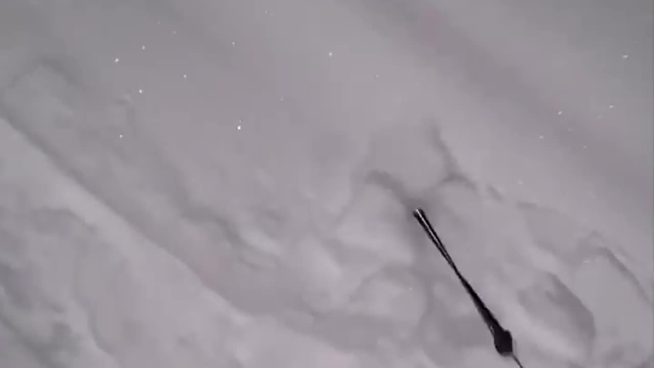 What animal is this