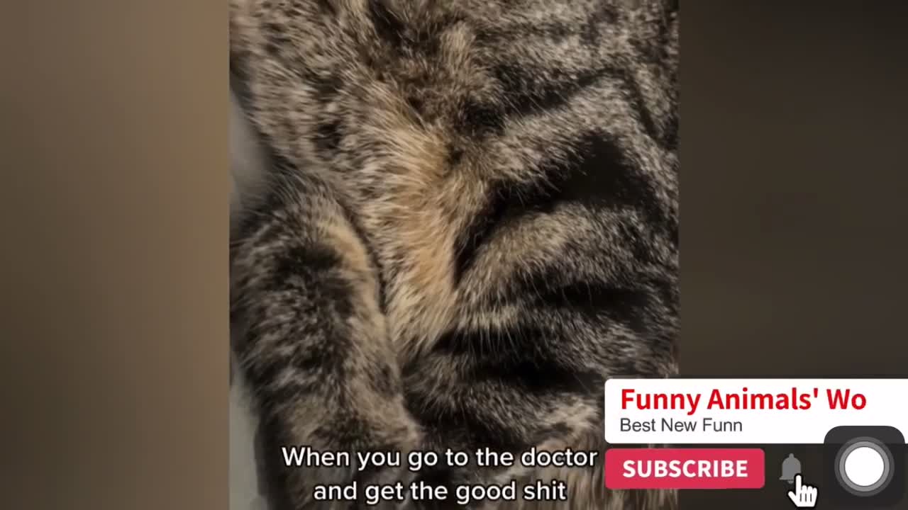 Funny cat
