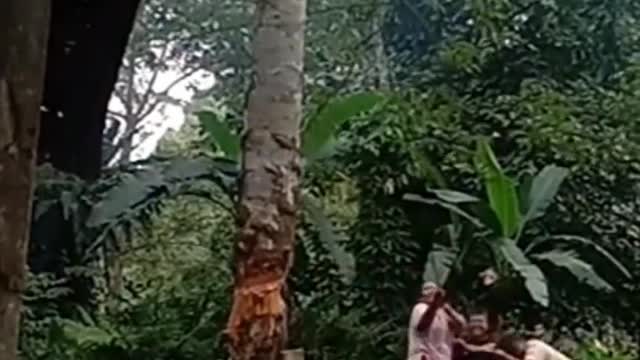 Waspada menebang pohon