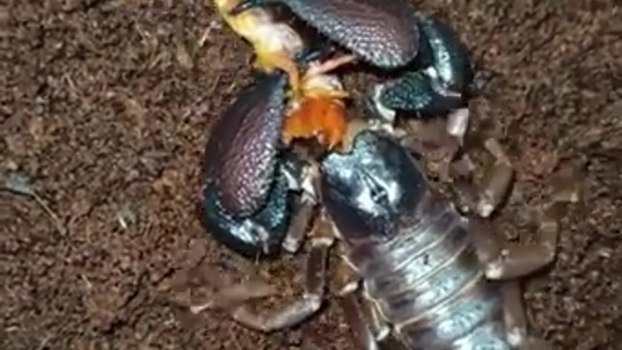 Fierce Encounter..scorpion vs centipede face off 🦂🦂