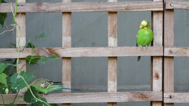 Funny bird dancing