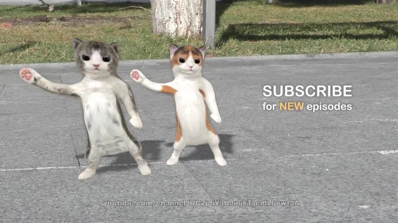 Cat dancing (follow me)