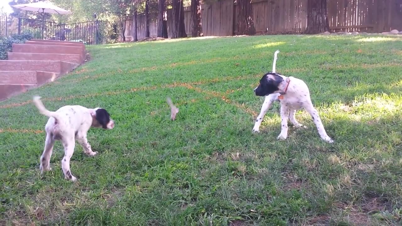 English Setter Training - Mac and Floyd at 3 months