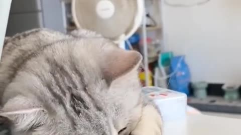 Kitty finds sunflower seeds tasty