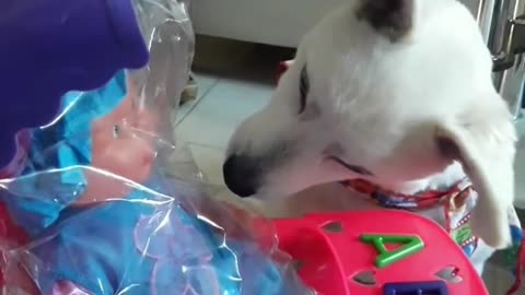 La curiosidad de un dog