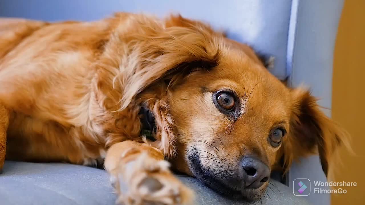 Dog feeling sad moment
