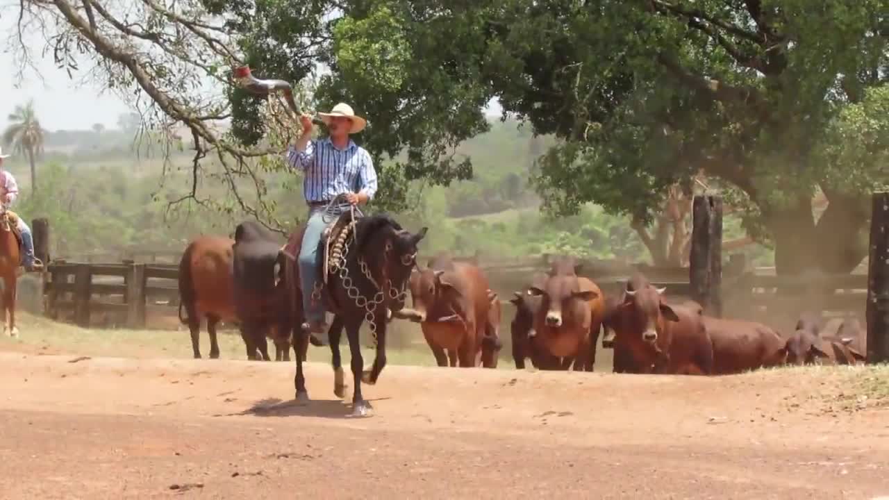 Touros da raça Sindi - Fazendas Reunidas Castilho
