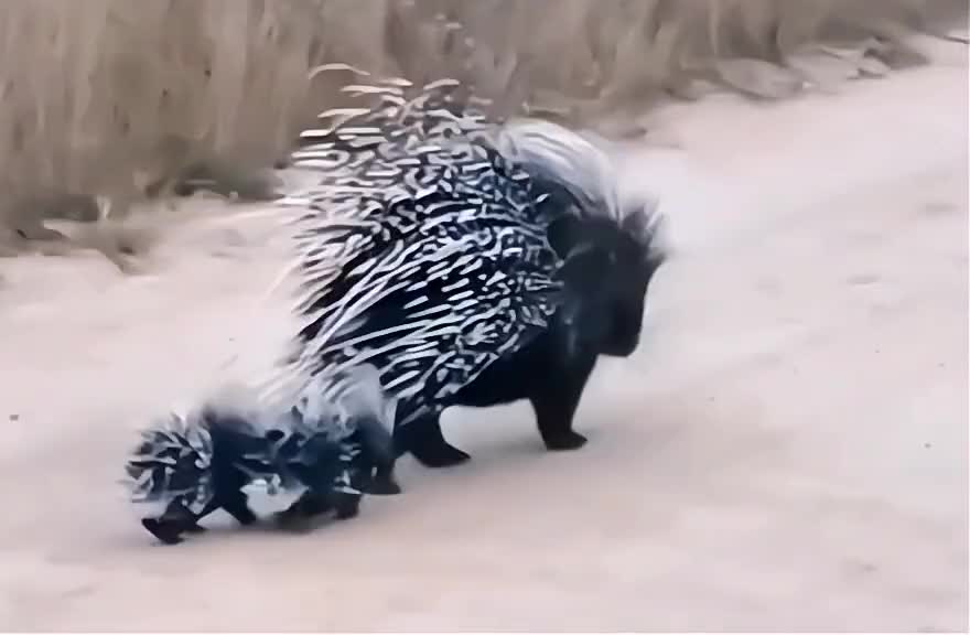 The porcupine