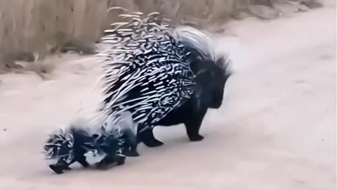 The porcupine