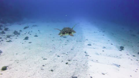 Clean And Clear Environment Under Water !! Marine Biodiversity..