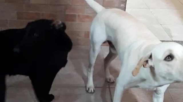 Dogs playing with soap ball