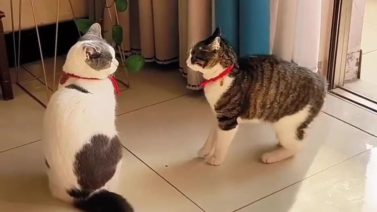 It seems that this cat does not like the other one:)🐱