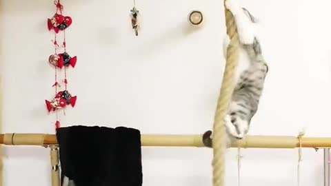 funny cat
