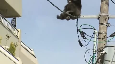 Electrical Shocks Will Not Be Merciful To Any Animal_